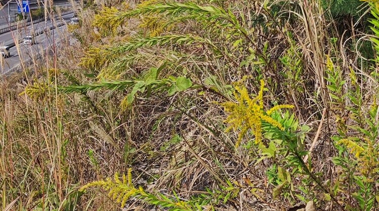 設置後（4年7ヶ月後）